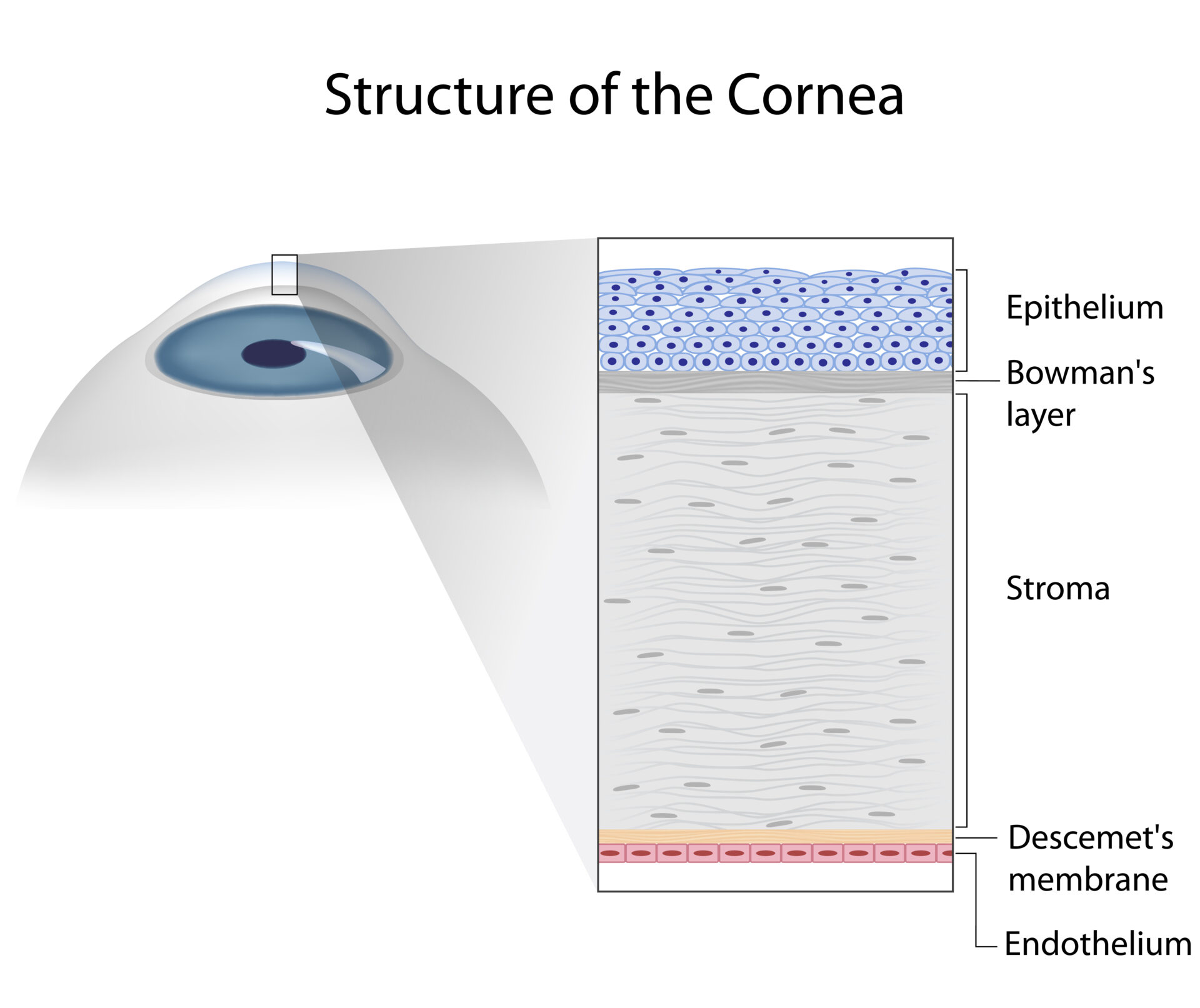 Illustration of the human cornea and the 5 layer that make it up. 